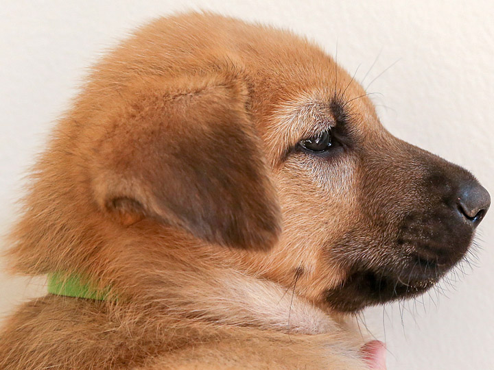 chinook puppy